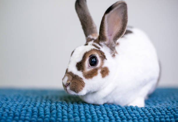 Beautiful Rex Rabbits for Sale