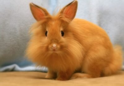 lionhead-rabbit-sor-sale-bunnies-pic