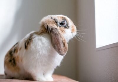 lop-eared-rabbit-indoor_Mary-Swift_Shutterstock