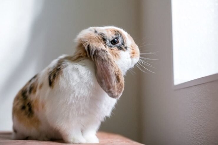 Charming Canadian Plush Lop Rabbit for sale