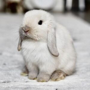 Mini Lop Rabbit for sale