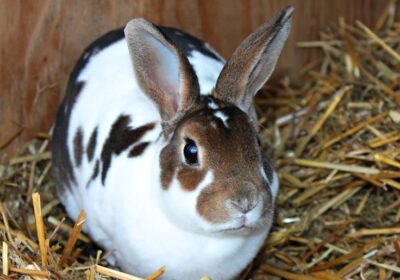 Mini Rex Rabbits: Experience the Softness and Charm!