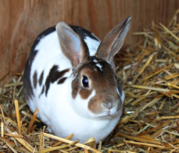 Mini Rex Rabbits: Experience the Softness and Charm!