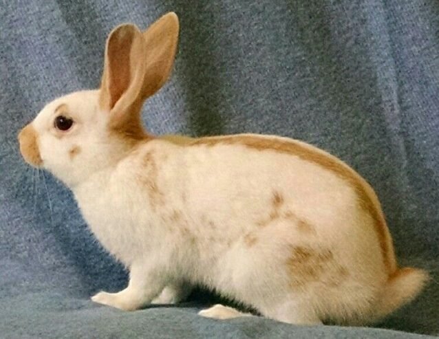 Adorable English Spot Rabbit for sale