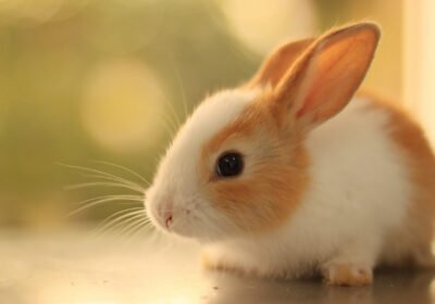 rabbit-breeds-salebunnies