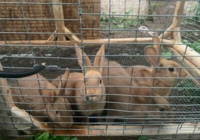 rabbit-for-sale