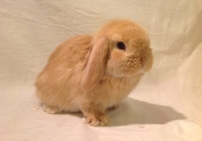 rabbit-for-sale-pic