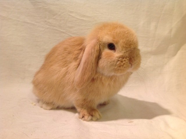 Charming 2-Month-Old Male Mini Lop Rabbit Seeks a Loving Home!