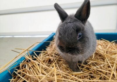 The American Sable Rabbit For sale Bunny