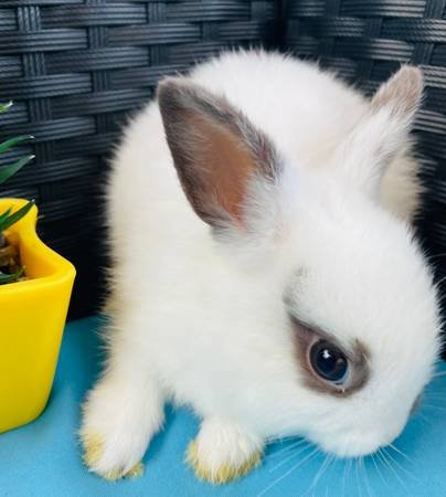 sweet baby Dwarf Neverland bunny bunnies rabbits (Anaheim Hills)