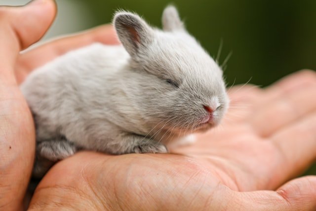 Chinchilla Rabbits: Adopt a Fur-Fect Companion Today!