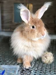 I want to buy French Angora rabbits