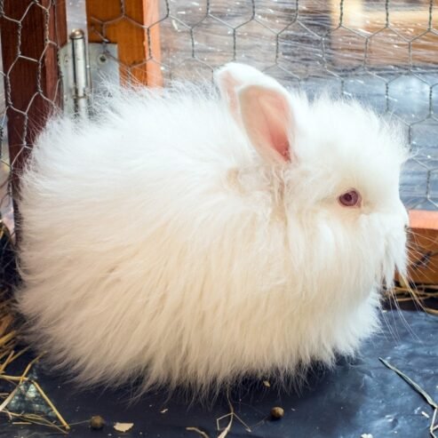 Exquisite French Angora Bunny for Sale