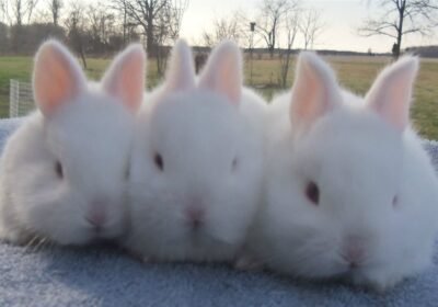 Charming Florida White Rabbit for sale