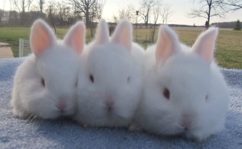 Charming Florida White Rabbit for sale