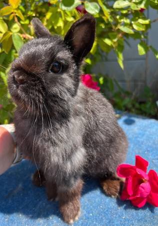 Netherland Dwarf Rabbits For Sale