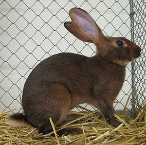 6 month Belgian Hare Rabbit for sale