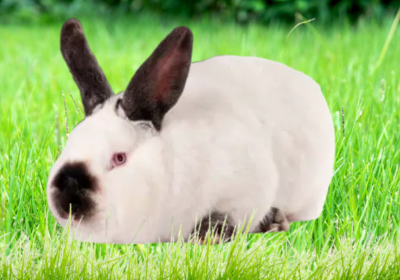 Altex-rabit-for-sale-bunnies