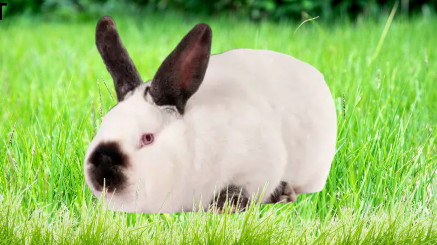 Discover the Versatile Altex Rabbit for Sale.