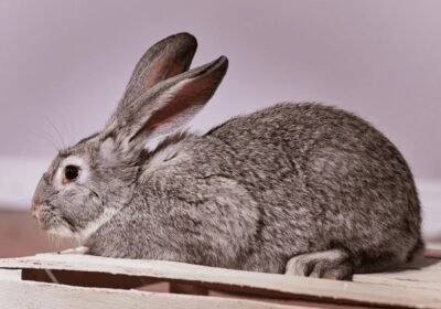 American-Chinchilla-Rabbit-Breed-for-sale-bunnies