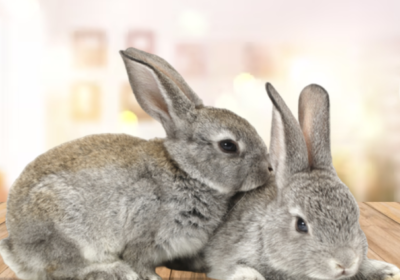 American-Chinchilla-rabbit-for-sale-bunnies