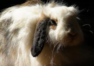 American-Fuzzy-Lop-Rabbit-for-Sale-bunnies