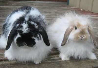 American-Fuzzy-Lop-rabbits-for-sale-bunnies-couple