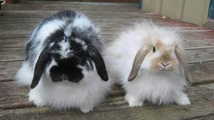 Beautiful Couple American Fuzzy Lop Rabbits 🐰