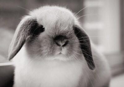 Breed Mini Lop Rabbit for Sale 🖤