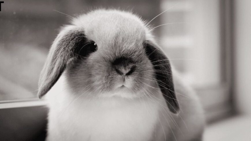 Breed Mini Lop Rabbit for Sale 🖤