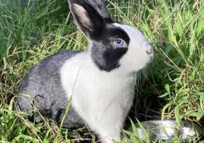 Dutch Bunny For Sale 8 month old
