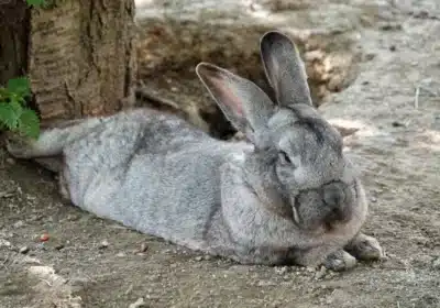 🐇 Adorable Flemish Giant Rabbit for Sale! 🐰
