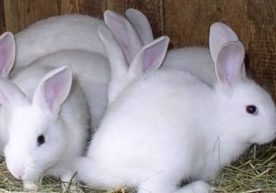 🌴 Florida White Rabbits for Sale 🐇