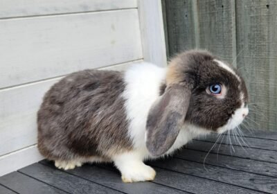 🐾 Friendly Dwarf Lop Rabbit for Sale