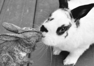 Friendly Romantic English Spot Rabbit for Sale