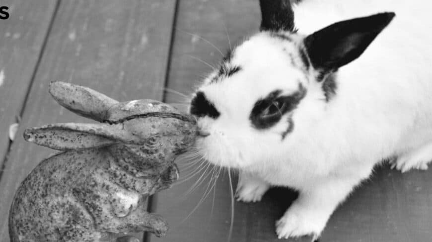 Friendly Romantic English Spot Rabbit for Sale
