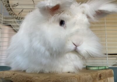 Friendly six Month Old Lionhead Bunny for Sale