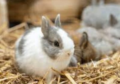 Netherland-Dwarf-Rabbit-for-Sale-bunnies