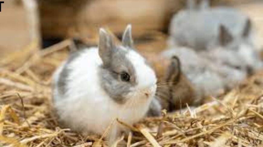 💫 Netherland Dwarf Rabbit for Sale 🏷️
