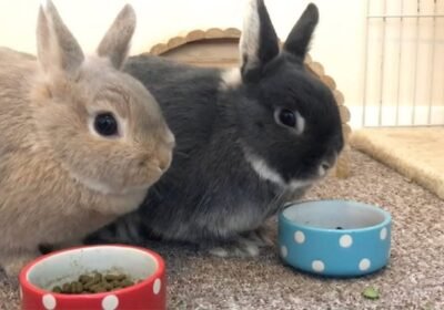 Netherland-Dwarf-Rabbit-sale-bunnies