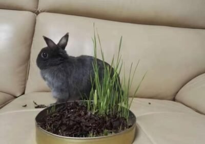 Netherland-Dwarf-rabbit-for-sale-bunnies-1