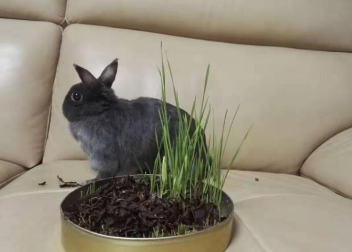 🐰 Playful 🇳🇱 Netherland Dwarf Rabbit for Sale
