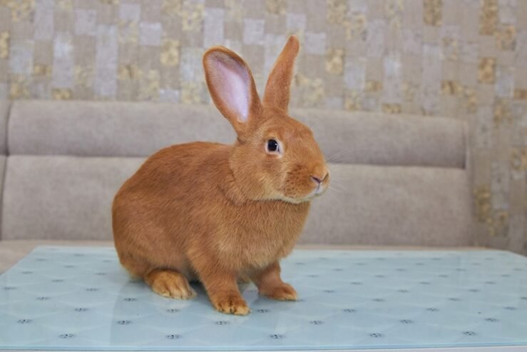 🇳🇿 New Zealand Rabbit for Sale 🐇