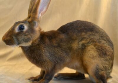Belgian Hare Rabbit for Adoption Hop into Your Forever Home.