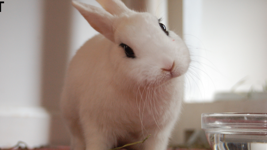 Stunning Blanc de Hotot Rabbits for Sale!