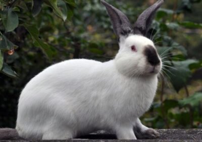 Californian Rabbit for Sale The Perfect Blend of Charm and Companionship!