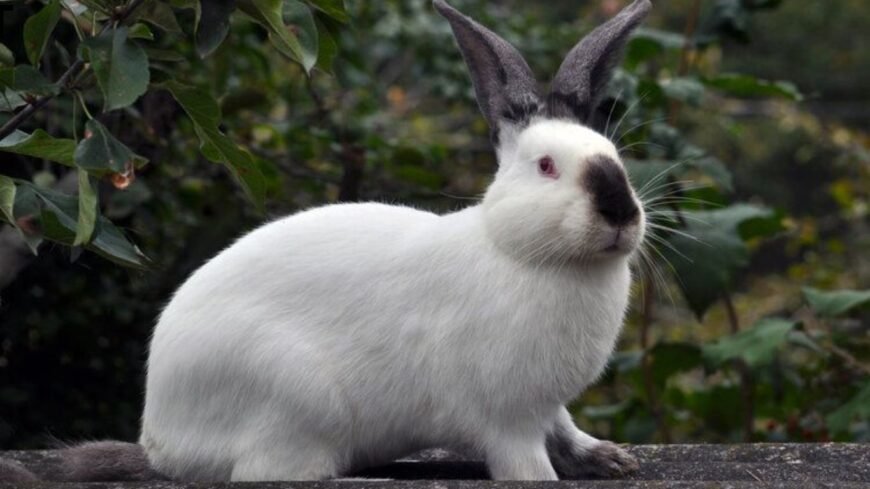 Californian Rabbit for Sale The Perfect Blend of Charm and Companionship!