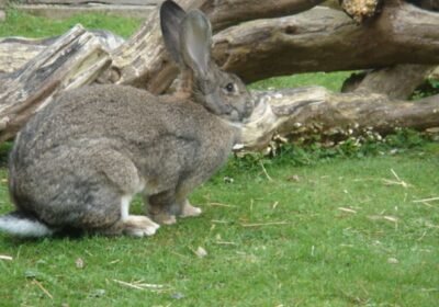 Adopt a British Giant Rabbit: Your New Gentle Giant Awaits