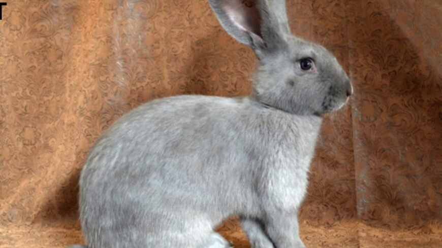 Beveren Rabbits for Sale: Adorable and Affectionate Pets!