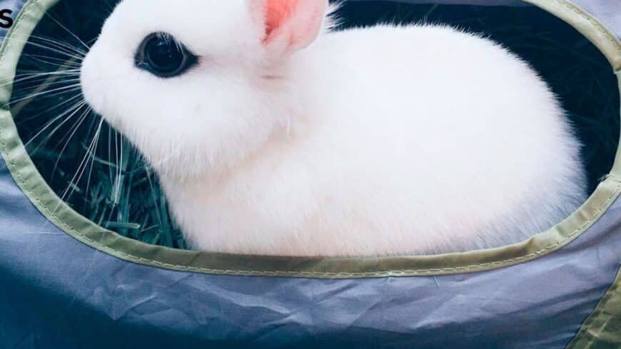 White Dwarf Hotot Rabbit Petite Beauty in Fur sale